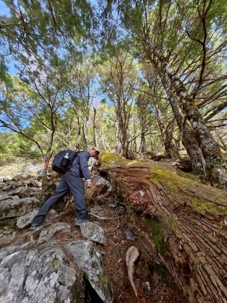 20260320四個毆鷄桑🦸‍♀️南橫溪頭山O繞關山嶺山3022698