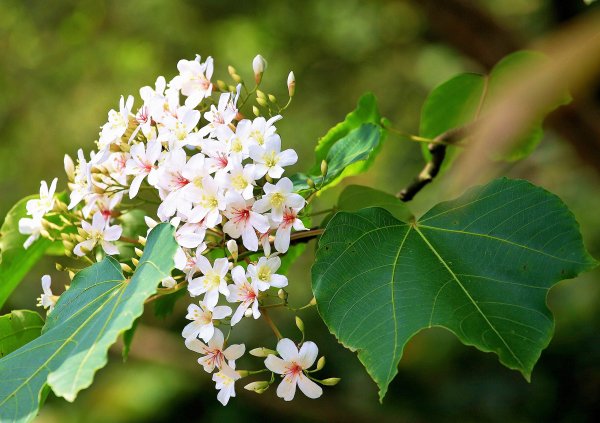 桐花季