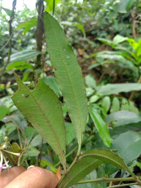 烏山、刣牛湖山、竹子尖山2891961