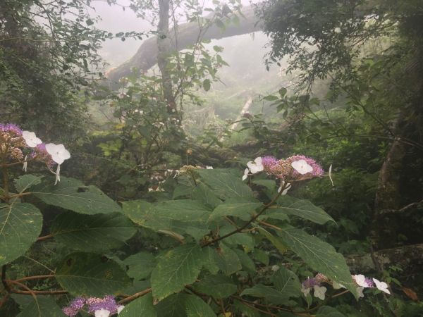 觀霧檜山巨木森林步道171709