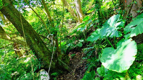 紅壇上紗帽山,花卉中心3016479