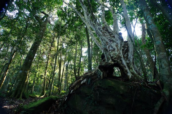 苗栗 南庄 紅毛山、無名山、大坪山2943101