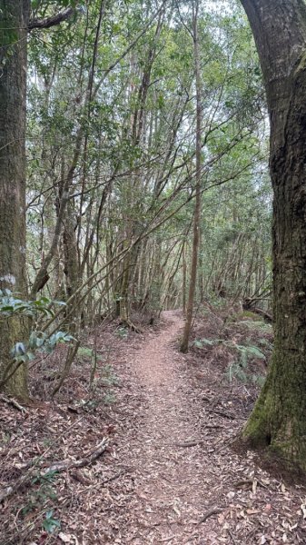 忘憂森林.金柑樹山2668890