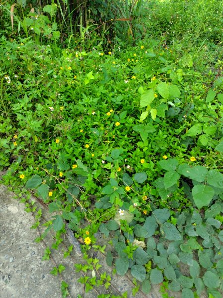 唐子恩山 廢棄油礦2919009