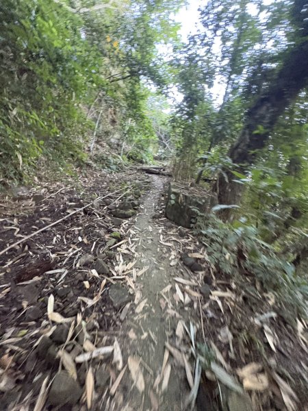 20251123三腳南山登山步道2944439