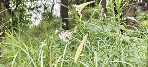 2026/03/01-紅淡山步道3010060