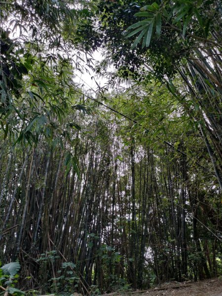 【新竹縣芎林鄉】文林古道2833067