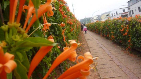 富貴吉祥～銅鑼炮仗花海公園1286810