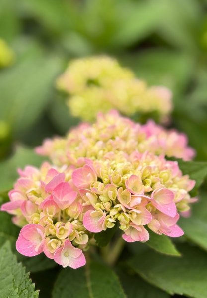 清泉 雪霸農場 野馬瞰山2925930