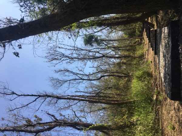 關廟森林公園、天空步道2423624