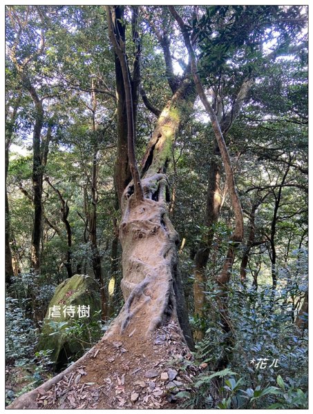 內鳥嘴山、北得拉曼步道 P型連走2632512