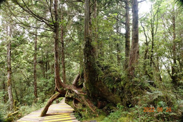 宜蘭 大同 太平山森林遊樂區 檜木原始林步道1743681