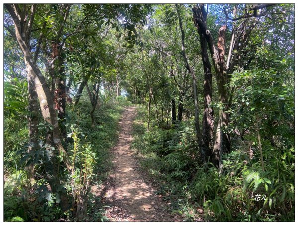 金龍湖、鷹石尖、老鷲尖、內溝山 O型一圈2966603