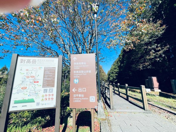20251209 阿里山-小笠原觀景平台、祝山觀日步道2959813