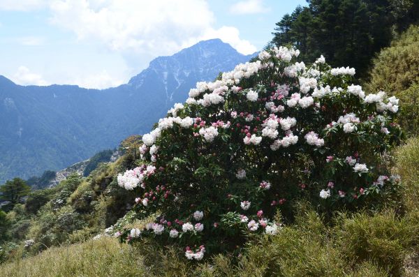 合歡東峰 & 合歡主峰325524