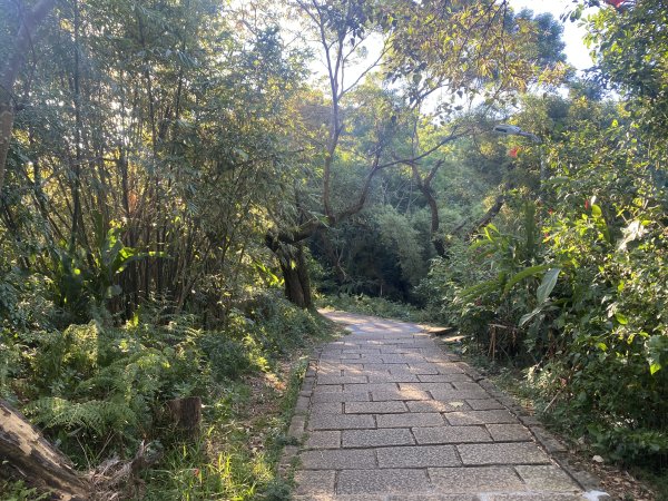 【四獸山 Short】虎豹象先行！獅山封閉中，等新步道開箱再相見2888847