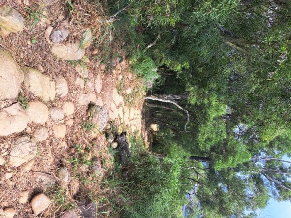 苗栗火炎山，南鞍古道O走3118395