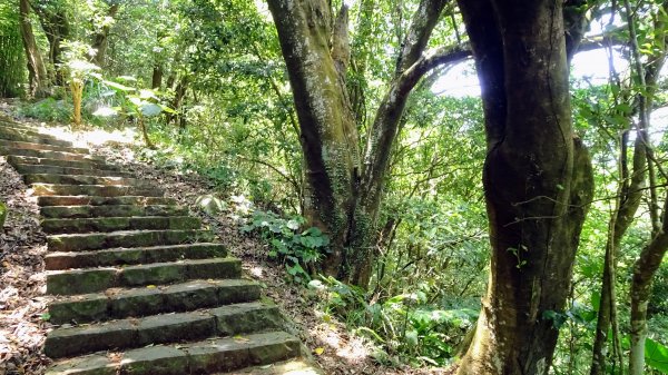 大崎頭梯田,坪頂古圳2208625