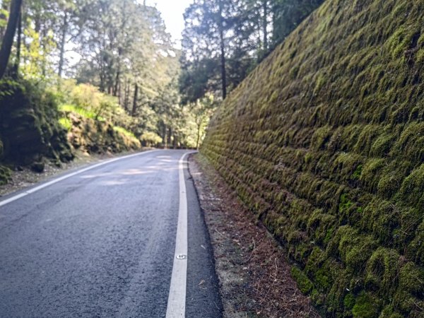 水山療癒步道順遊阿里山2495108