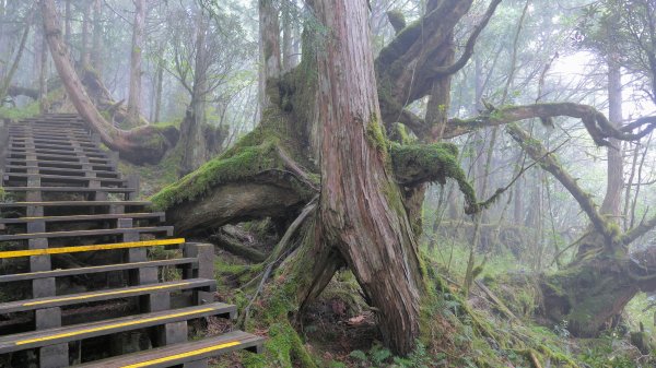 鐵杉林步道,見晴步道,鳩之澤步道2588286