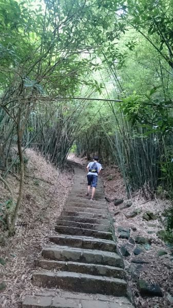 天母水管路步道～台灣獼猴不期而遇315862