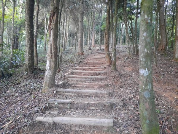 加里山 杜鵑嶺 鐵道 大O型 大坪上1053352