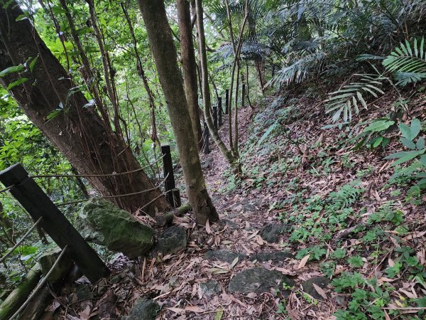 20240721泰安登山步道登七塊山2599946