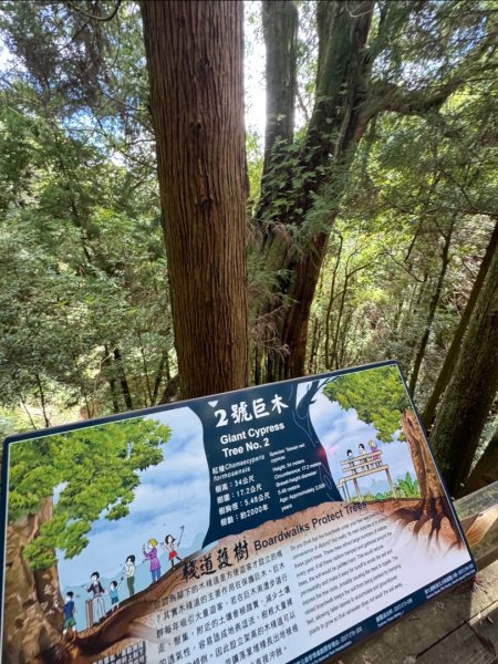 觀霧-檜山巨木群步道2925578