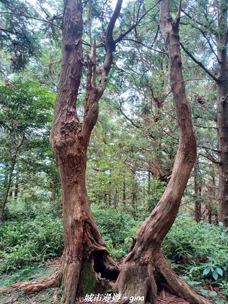 【台中和平】柳杉孟宗竹香杉步道林相豐富。 長壽山(肥崠山)山徑2880635