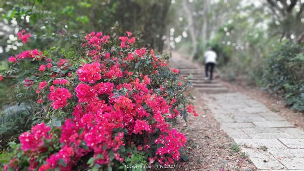 《苗栗》楓香林道｜頭份老崎古道（後花園步道）202503292748851