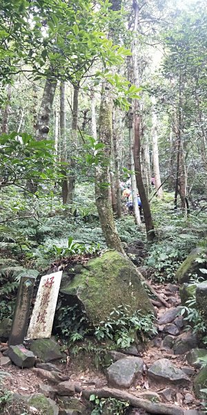 內鳥嘴山，北得拉曼神木群步道，瀑布初體驗1062596