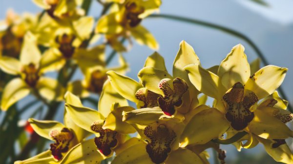 【蛇年走春】高雄桃源 • 世外桃源2700233