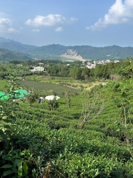 ［竹山］山坪頂茶山七星步道2909681