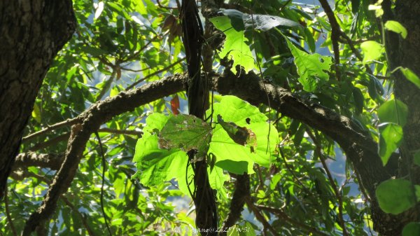 《台中》落雨松季｜石岡挑物古道O繞下情人木橋202501122687626