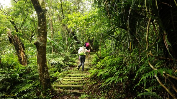 【淡蘭中路】翻山越嶺的茶商之道981269