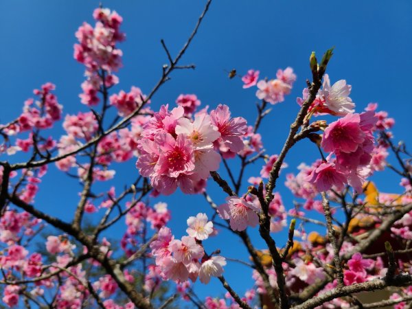 遇上櫻花季的直潭山1252631