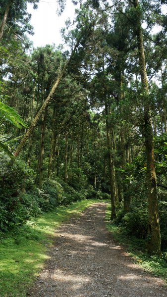 坪溪古道1020054