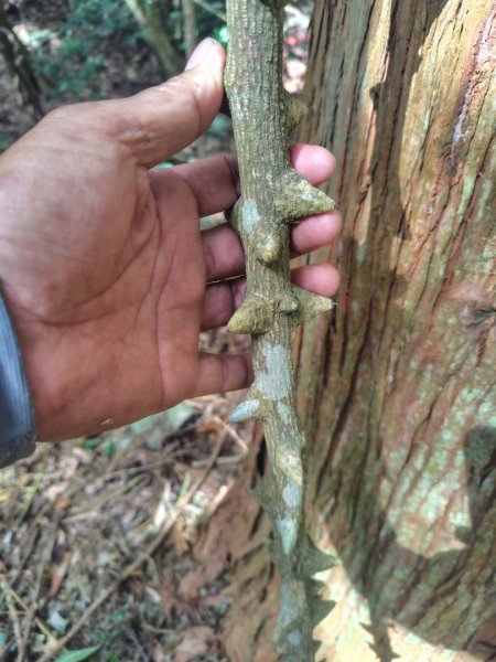 多納六秀 京大山2957604