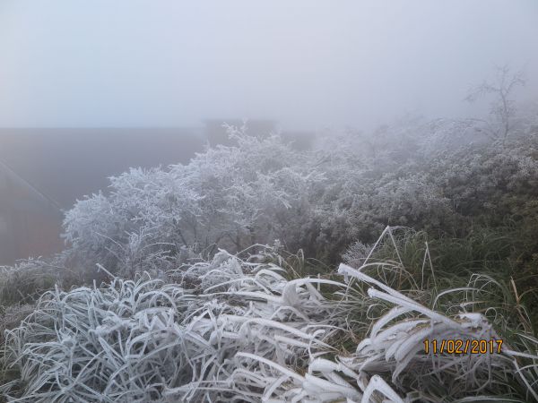 太平山霧淞100702