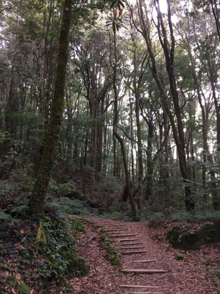 20180401-阿里山特富野古道301315