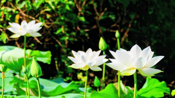 普剌(拉)特草3071844