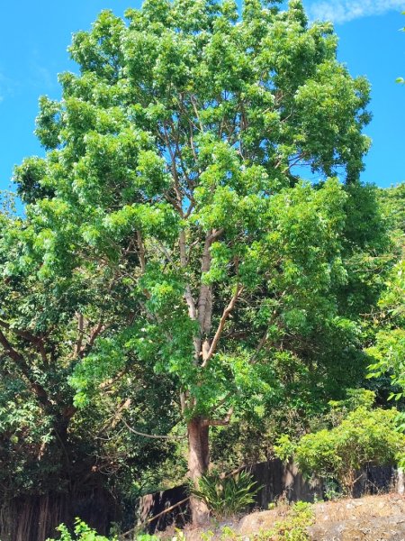 大崗山-小百岳#74-高雄市阿蓮區2486137