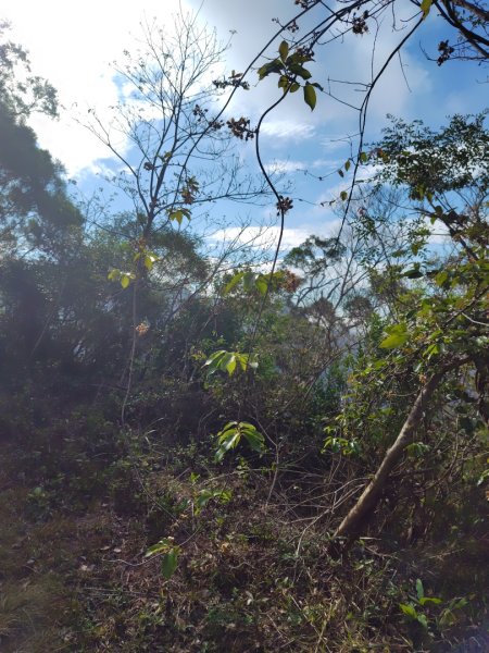 霧里乙部落-舊內文社-霧里乙山東北峰-霧里乙山-霧里乙南山-獅子頭山2766061