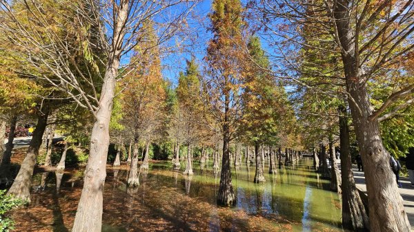 20251222龍峎頂步道-三灣火炎山-老銃櫃步道-三灣落羽松-肚兜角步道2969145
