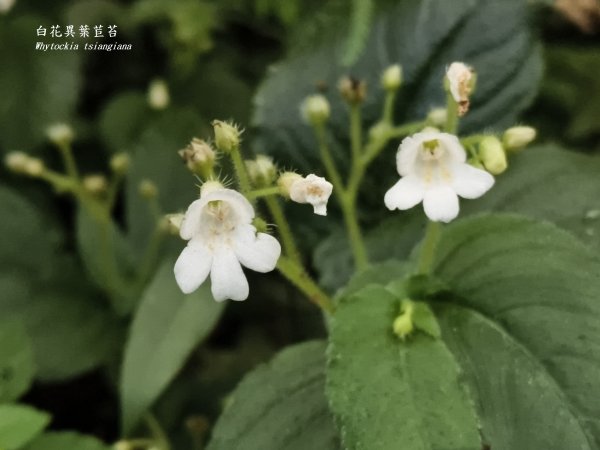 2025_0920 東滿步道2892690