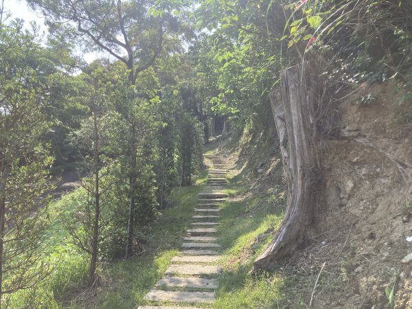 大棟山登山步道2496078