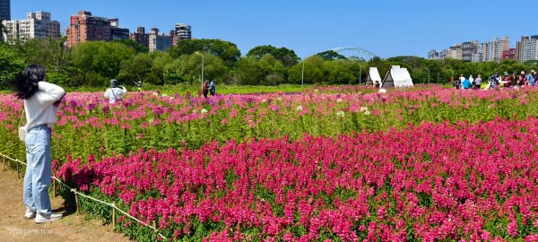 首訪 #古亭河濱公園 #花海 3/153015674