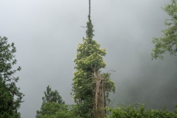 太平山避暑2829140