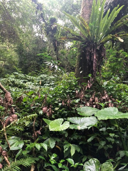 療癒系抹茶山，小百岳三角崙山，五峰旗瀑布1029795