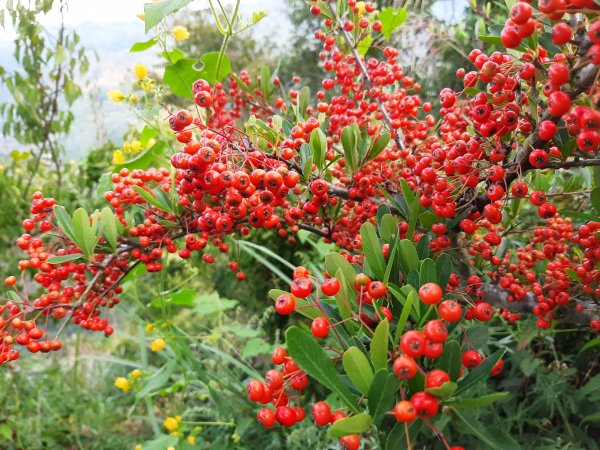 深秋。楓紅1190499